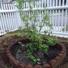 Hanover Landscape And Garden Center gift card