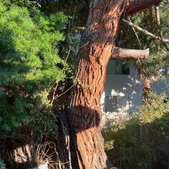 JC Tree Experts - Before and after pics - Tree Services Near Me JC Tree Experts - Before and after pics - Tree Services Near Me