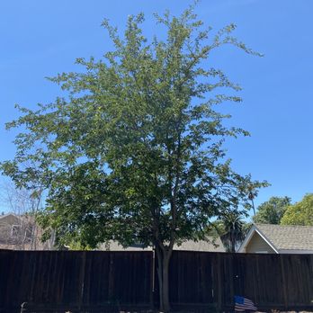 Reasonable Tree Services - Tree Services Near Me Reasonable Tree Services - Tree Services Near Me