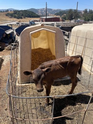 Achadinha Cheese Company by null