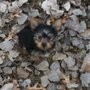 Photo of Wags n Wiggles pet sitting