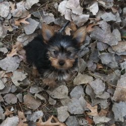 Wags n Wiggles pet sitting