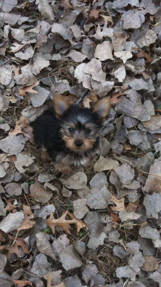 WAGS N WIGGLES PET SITTING Updated September 2024 14 Photos Saint