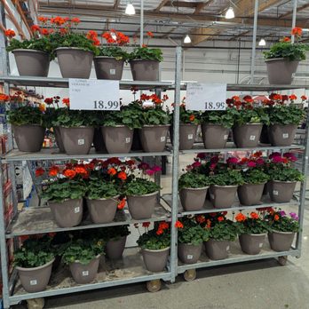Costco - Geraniums - Wholesale Stores Near Me - Scottsdale, Arizona Costco - Geraniums - Wholesale Stores Near Me - Scottsdale, Arizona
