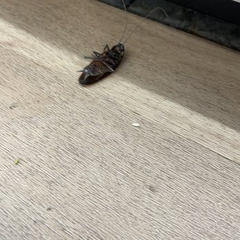 CVS Pharmacy - Dead cockroach - Drugstores Near Me - Cary, North Carolina CVS Pharmacy - Dead cockroach - Drugstores Near Me - Cary, North Carolina