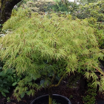 Higashi Nursery - Japanese Maple Verdis - Nurseries & Gardening Near Me - Sumner, Washington Higashi Nursery - Japanese Maple Verdis - Nurseries & Gardening Near Me - Sumner, Washington
