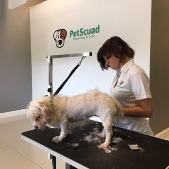 PetScuad - Our awesome groomer doing a full groom to our beautiful customer - Pet Groomers Near Me - Saint Cloud, Florida PetScuad - Our awesome groomer doing a full groom to our beautiful customer - Pet Groomers Near Me - Saint Cloud, Florida