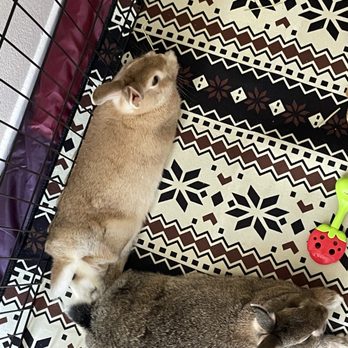 Bunny World Foundation - Community Service/Non-Profit Near Me - Los Angeles, California Bunny World Foundation - Community Service/Non-Profit Near Me - Los Angeles, California