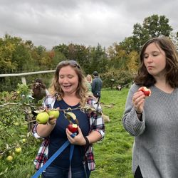 Mad Tom Orchard - Apple picking