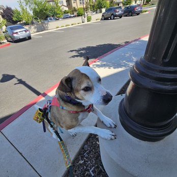 Wholistic Canine - Zelda doing a paws up cue on a lamp post - Pet Training Near Me Wholistic Canine - Zelda doing a paws up cue on a lamp post - Pet Training Near Me