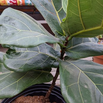 Houseplant Concierge - Indoor Landscaping Near Me Houseplant Concierge - Indoor Landscaping Near Me
