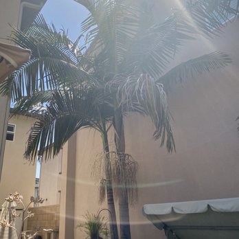 Discount Tree Care Arborist - Tree Services Near Me - Long Beach, California