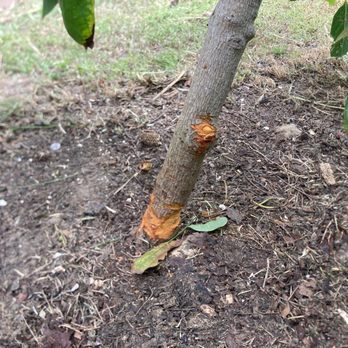 Higos Lawncare - The other side of this unauthorized girdling. My poor avocado tree. - Landscaping Near Me - Oxnard, California