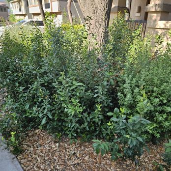 Az New Leaf Landscaping - Lawn Services Near Me Az New Leaf Landscaping - Lawn Services Near Me