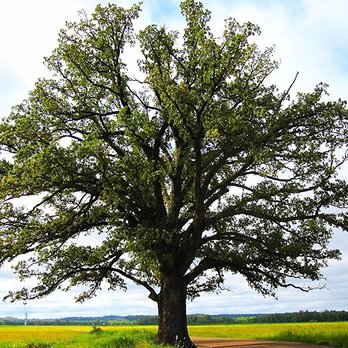 Venable's Tree Service - a lone tree in a field - Tree Services Near Me - Bakersfield, California