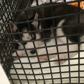 Puppy Avenue - Huskie - Pet Adoption Near Me - Jacksonville, Florida