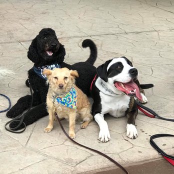 On Command Dog Training - Learning to like each other. Obi, Dash & Lazlo - Pet Training Near Me On Command Dog Training - Learning to like each other. Obi, Dash & Lazlo - Pet Training Near Me