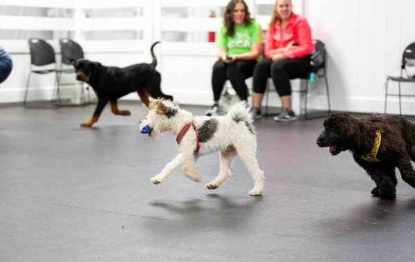 Detailed Dog Training In Fishers Indiana Image in HD Detailed Dog Training In Fishers Indiana Image in HD