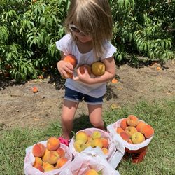 Shady Brook Peaches