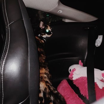 Not So New - Even my cat liked the car! - Car Dealers Near Me - Kansas City, Missouri Not So New - Even my cat liked the car! - Car Dealers Near Me - Kansas City, Missouri