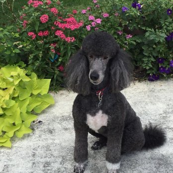 Angel Paws Pet Grooming - Pet Groomers Near Me - Sunrise, Florida