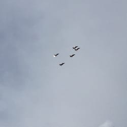 Seapark - Red arrows