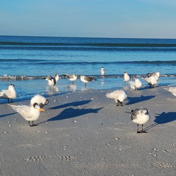 Plaza Beach Hotel - Beachfront Resort - Flock of seagulls right behind the resort - Hotels Near Me - St. Pete Beach, Florida