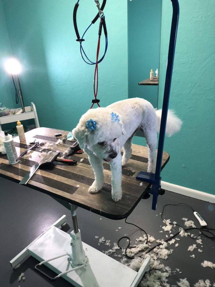 THE UPSCALE TAIL PET SALON Updated August 2024 21 Photos 1323