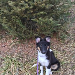 Our pup