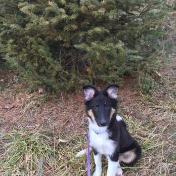 Stirling Collies - Our pup - Pet Adoption Near Me