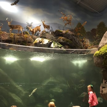 Bass Pro Shops - This Bass Pro Sop aquarium is outstanding and the whole family enjoys it. - Boat Dealers Near Me - Bristol, Tennessee Bass Pro Shops - This Bass Pro Sop aquarium is outstanding and the whole family enjoys it. - Boat Dealers Near Me - Bristol, Tennessee