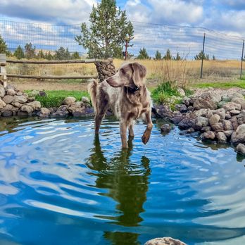 Doggieville Ranch - Pet Sitting Near Me - Redmond, Oregon