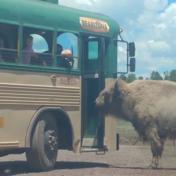 Bearizona - "I forgot my bus pass. Can you just take me down the street?" - Zoos Near Me - Williams, Arizona