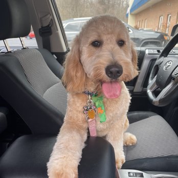 4 Paws Spa - Pet Training Near Me - Forest Hill, Maryland 4 Paws Spa - Pet Training Near Me - Forest Hill, Maryland