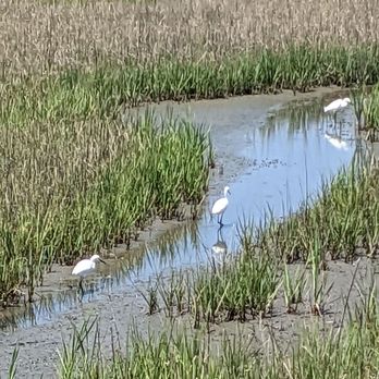 Marriott's SurfWatch - Fun learning about marshland - Hotels Near Me - Hilton Head, South Carolina Marriott's SurfWatch - Fun learning about marshland - Hotels Near Me - Hilton Head, South Carolina