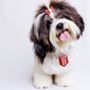 Photo of A Hairy Hound