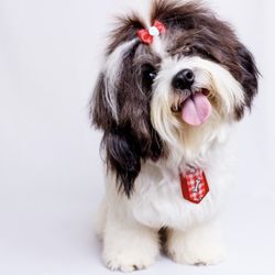 A Hairy Hound
