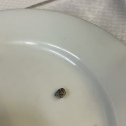 Café Vienne - Most expensive and biggest rock I have found in my food.