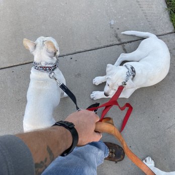 A Veteran's Objective - Pet Training Near Me A Veteran's Objective - Pet Training Near Me