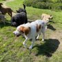 RatPack Dog Walking