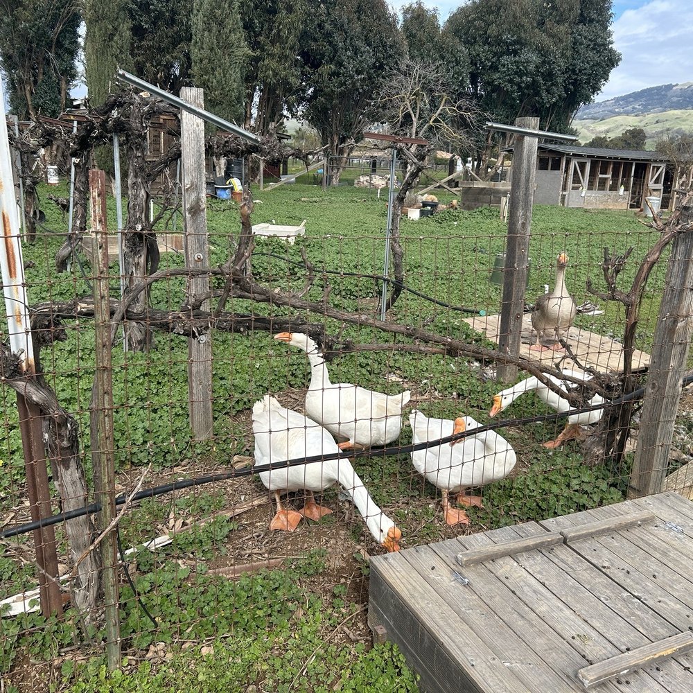 Back-to-Eden Ranch - Attraction Farms Near Me - Gilroy, California Back-to-Eden Ranch - Attraction Farms Near Me - Gilroy, California