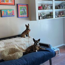 Lakeside Doggie Lounge - Zoe and Manny