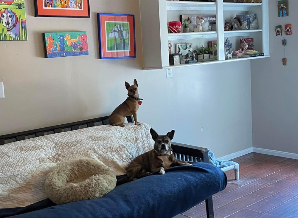 Lakeside Doggie Lounge - pet boarding facility in Magnolia, TX