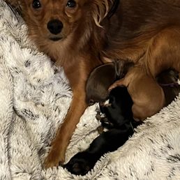 Grace with newborn puppies. Grace with newborn puppies.