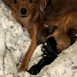 Twain Harte Veterinary Hospital - Grace with newborn puppies.