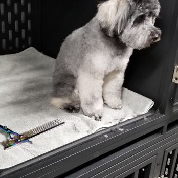 Lisas Ruff and Ready Pet Grooming - Pet Groomers Near Me - Marshall, Arkansas Lisas Ruff and Ready Pet Grooming - Pet Groomers Near Me - Marshall, Arkansas