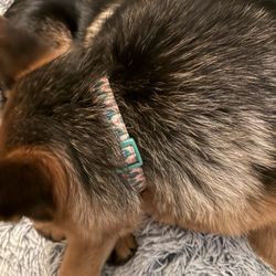 Pets Love Us