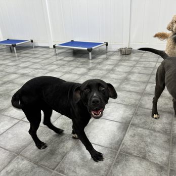 Hounds Town - Orlando Universal - Pet Transportation Near Me - Orlando, Florida