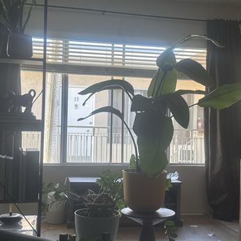 FERRUFINO Interiors - Horizontal blinds - Shades & Blinds Near Me - Culver City, California FERRUFINO Interiors - Horizontal blinds - Shades & Blinds Near Me - Culver City, California