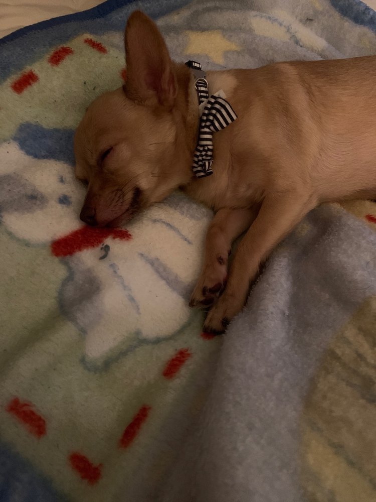 tashas pet daycare and spa